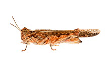 Grasshopper  (Pycnostictus seriatus) William Bay National Park, Western Australia. Meetyourneighbours.net project.