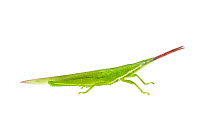 Grass pyrgomorph grasshopper (Atractomorpha similis) Queensland, Australia. Meetyourneighbours.net project.