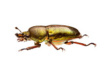 Golden stag beetle (Lamprima micardi) William Bay National Park, Western Australia. Meetyourneighbours.net project.