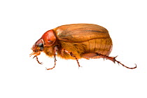 Golden brown scarab beetle (Colpochila sp) William Bay National Park, Western Australia. Meetyourneighbours.net project.