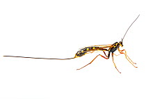 Giant ichneumon wasp (Megarhyssa) female with very long ovipositor, Dugana Khad, Tuv Province, Mongolia. Meetyourneighbours.net project.