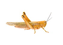 Giant grasshopper (Valanga irregularis) Queensland, Australia. Meetyourneighbours.net project.