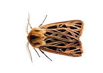 Furry tiger moth (Chelis sp) Dugana Khad, Tuv Province, Mongolia. Meetyourneighbours.net project.