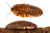 Edgar's trilobite cockroach (Laxta rieki) composite showing different angles, William Bay National Park, Western Australia. Meetyourneighbours.net project.