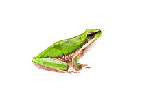 Eastern dwarf tree frog (Litoria fallax) Queensland, Australia. Meetyourneighbours.net project.