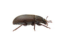 Darkling beetle (Gonocephalum sp) William Bay National Park, Western Australia. Meetyourneighbours.net project.