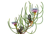 Cone bush (Petrophile teretifolia) flowers, William Bay National Park, Western Australia. Meetyourneighbours.net project.