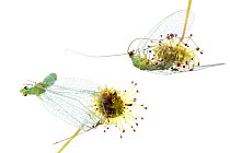 Carnivorous sundew (Drosera sp) composite with Green lacewing, William Bay National Park, Western Australia. Meetyourneighbours.net project.