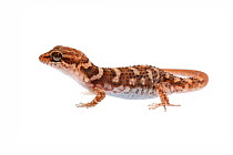 Bynoe's gecko (Heteronotia binoei) William Bay National Park, Western Australia. Meetyourneighbours.net project.