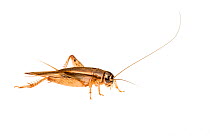 Bush cricket (Lepidogryllus sp.) William Bay National Park, Western Australia. Meetyourneighbours.net project.