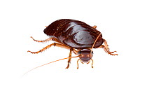 Bush cockroach (Platyzosteria sp) William Bay National Park, Western Australia. Meetyourneighbours.net project.