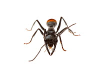 Bull ant (Myrmecia mandibularis) William Bay National Park, Western Australia. Meetyourneighbours.net project.