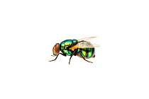 Blowfly (Chrysomya sp) Queensland, Australia. Meetyourneighbours.net project.
