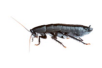 Black cockroach (Polyzosteriinae) Torndirrup National Park, Western Australia. Meetyourneighbours.net project.