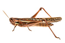 Grasshopper (Austracris sp) William Bay National Park, Western Australia. Meetyourneighbours.net project.