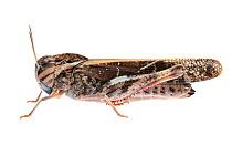 Yellow-winged locust (Gastrimargus musicus) William Bay National Park, Western Australia. Meetyourneighbours.net project.