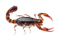 Wood scorpion (Cercophonius sp) William Bay National Park, Western Australia. Meetyourneighbours.net project.