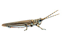 Western Acacia Grasshopper, new species, William Bay National Park, Western Australia. Meetyourneighbours.net project.