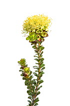 Spearwood flowers (Kunzea ericifolia) William Bay National Park, Western Australia. Meetyourneighbours.net project.