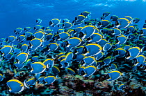Powder blue surgeonfish (Acanthurus leucosternon) Denis island, Seychelles, Indian Ocean