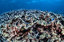 Dead coral bleached by warm waters, Denis island, Seychelles Archipelago, Indian Ocean.