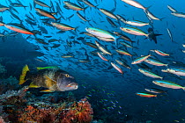 Orange-spotted emperor (Lethrinus erythracanthus) with shoal of Dark banded fusilier (Pterocaesio tile) South Male Atoll,  Maldives islands, Indian Ocean.
