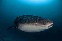 Whale shark (Rhincodon typus), closing nictitating membrane, South Ari Atoll, Maldives Islands, Indian Ocean.