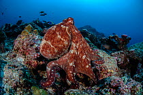 Reef octopus (Octopus cyanea) in the reef, South Ari Atoll, Maldives Islands, Indian Ocean.