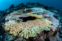 Dead coral,  bleached by warm waters, South Ari Atoll, Maldives Islands, Indian Ocean.