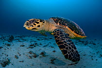 Hawksbill turtle (Eretmochelys imbricata), South Ari atoll, Maldives Islands, Indian ocean