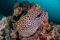 Laced moray (Gymnothorax favagineus), Ari atoll, Maldives islands, Indian Ocean