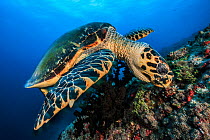 Hawksbill turtle (Eretmochelys imbricata) feeding on coral, South Ari Atoll, Maldives Islands, Indian ocean.