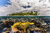 Table coral reef in shallow waters, Gaafu Alifu Atoll, Maldives, Indian Ocean.