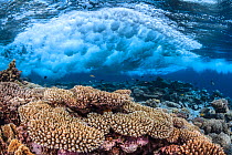 Wave breaking over the reef, Table coral (Acropora) Safaga, Egypt, Red Sea.