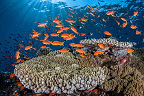 Orange scalefin anthias (Pseudanthias squamipinnis) on  table coral (Acropora sp.) Safaga, Egypt, Red Sea.