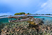 Split level image of American crocodile (Crocodylus acutus) in shallow sea grass meadow, close to mangroves. Jardines de la Reina, Gardens of the Queen National Park, Cuba. Caribbean Sea.