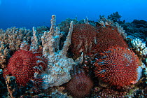 Crown-of-thorns starfish (Acanthaster planci) on the reef, Mozambique.