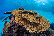Table corals reef in shallow waters,Gaafu Alifu Atoll, Maldives, Indian Ocean.