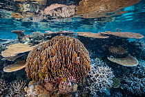 Table corals reef in shallow waters,Gaafu Alifu Atoll, Maldives, Indian Ocean.