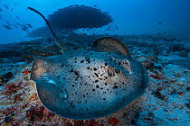 Round ribbontail ray (Taeniura meyeni) South Ari Atoll, Maldives.  Indian Ocean.
