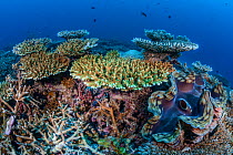 Table coral (Acropora) with Giant clams (Tridacna gigas) Addu Atoll, Maldives, Indian Ocean.