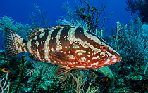 Nassau grouper (Epinephelus striatus) on a coral reef, Little Cayman Island, Cayman Islands, Caribbean.