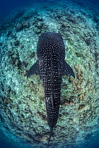 Whale shark (Rhincodon typus), south Ari Atoll, Maldives islands