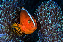 Nosestripe clownfish (Amphiprion akallopisos) in its anemone, Sulawesi, Indonesia, Sulu Sea.