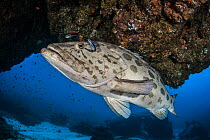 Potato cod (Epinephelus tukula) Pomene Coast, South Mozambique, Indian Ocean, South-East Coast.