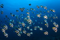Pennant coralfish (Heniochus acuminatus) Tofo, Mozambique, Indian Ocean.