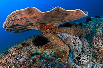 Honeycomb moray eel (Gymnothorax favagineus) under coral, Mozambique