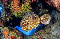 Goliath grouper (Epinephelus itajara) inside a coral cave. Bloody Bay Wall, Little Cayman, Cayman Islands. British West Indies. Caribbean Sea.