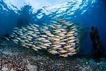 Yellowfin goatfish (Mulloides vanicolensis) inside lagoon Toau Atoll, Tuamotu archipelago, French Polynesia, Pacific Ocean.