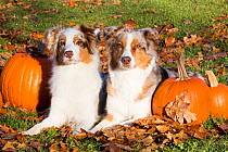 Australian shepherd dogs  with pumpkins, Guilford, Connecticut, USA.